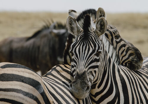 Wildlife of the Etosha National Park
