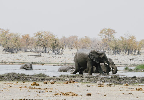 Wildlife of the Etosha National Park