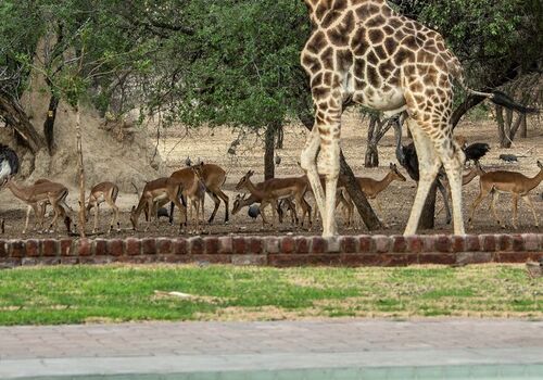 Oupa the Giraffe