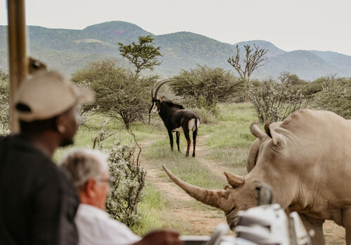 Guided Game Drive